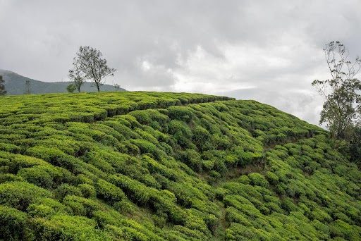 Nuwaraeliya Hotels