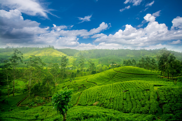 Tea & Experience Factory - Mandaramnuwara