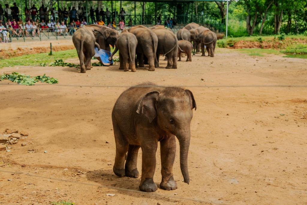 Udawalawe Hotels